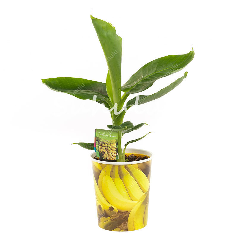 

Genuine!300 Pcs Seeds Dwarf Banana Tree Bonsai Fruit Plant Rare Mini Bonsai Musa Velutina Sementes Da Fruta Milk Taste Delicious Fruit