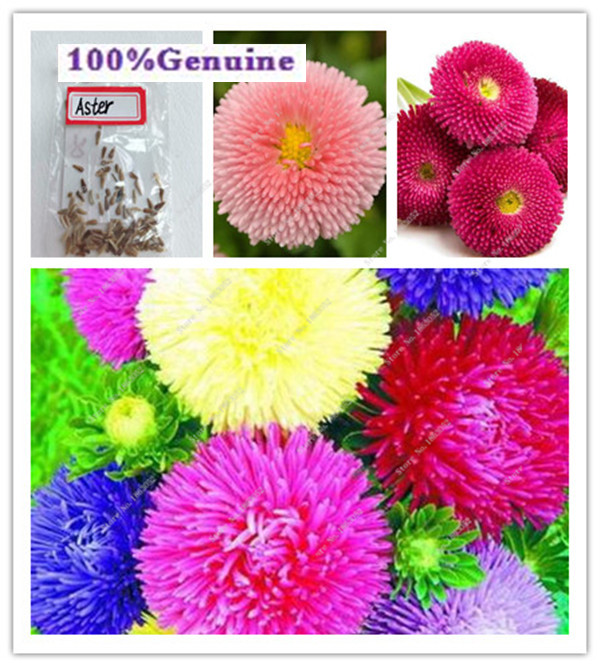 

200pcs Seeds Aster Tall Paeony Apricot Cut flower Gorgeous Bonsai Plants Perennial for Home Garden Courtyard