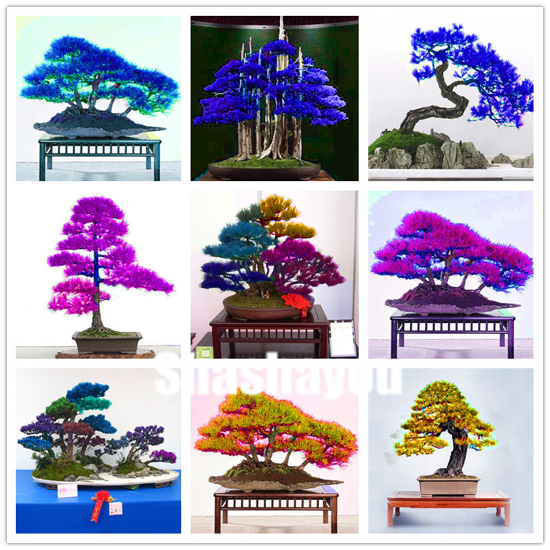 

100 Pcs Seeds Bonsai Blue cedar Cedrus Deodara Pot Conifer Indoor Plant Bonsai Tree Japanese Cedar For Home Garden plants Planting