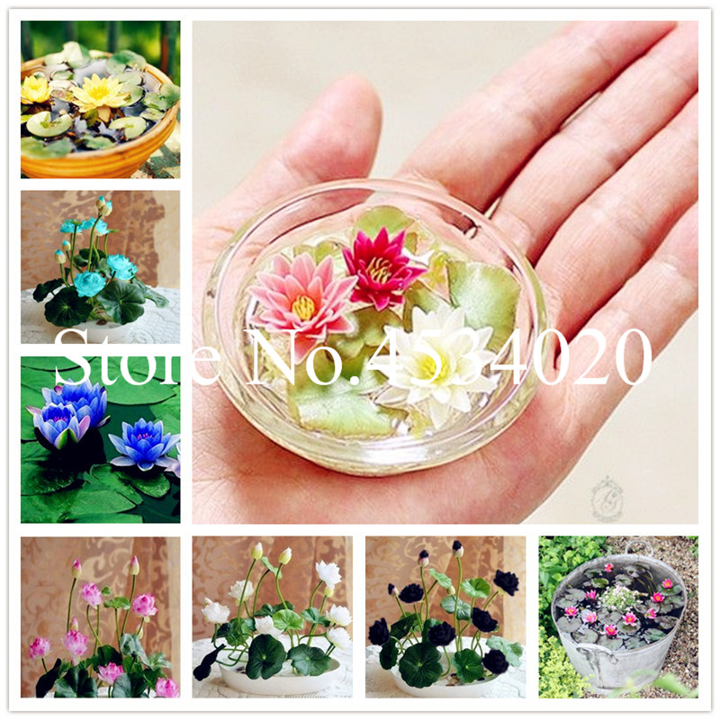 

Hot Sale 10 Pcs Mini Lotus bonsai seeds Hydroponic Plants Aquatic Plants Flower Pot Water Lily flower Bonsai Balcony Flower Planting