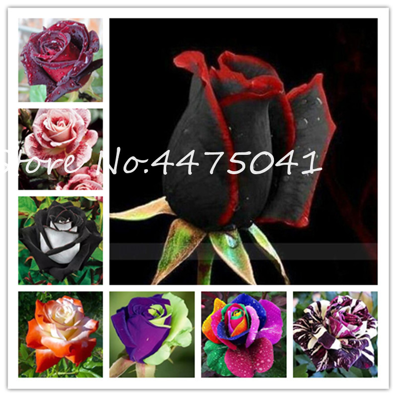 

200 Pcs/bag Bonsai plant seeds Rainbow Rose Bonsai Perennial Bush Easy Care Rose Plant With Red Edge Lady Most Favorite Love Flowers Plants