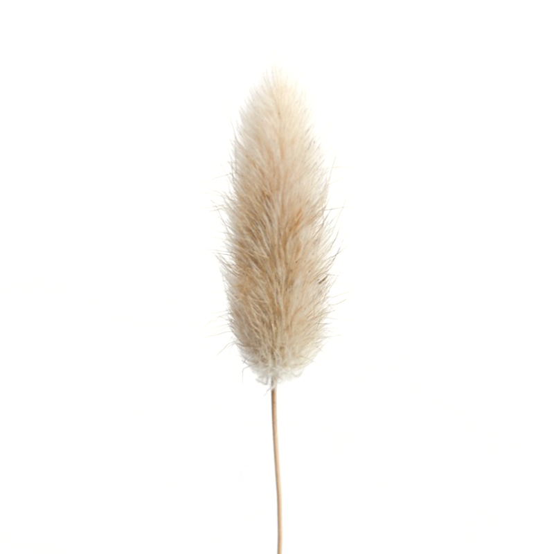 

opening promotion-20 Stems Dried Flower Tail Natural Plants Floral Grass Bouquet Home Decoration Accessories Phot, Primary color