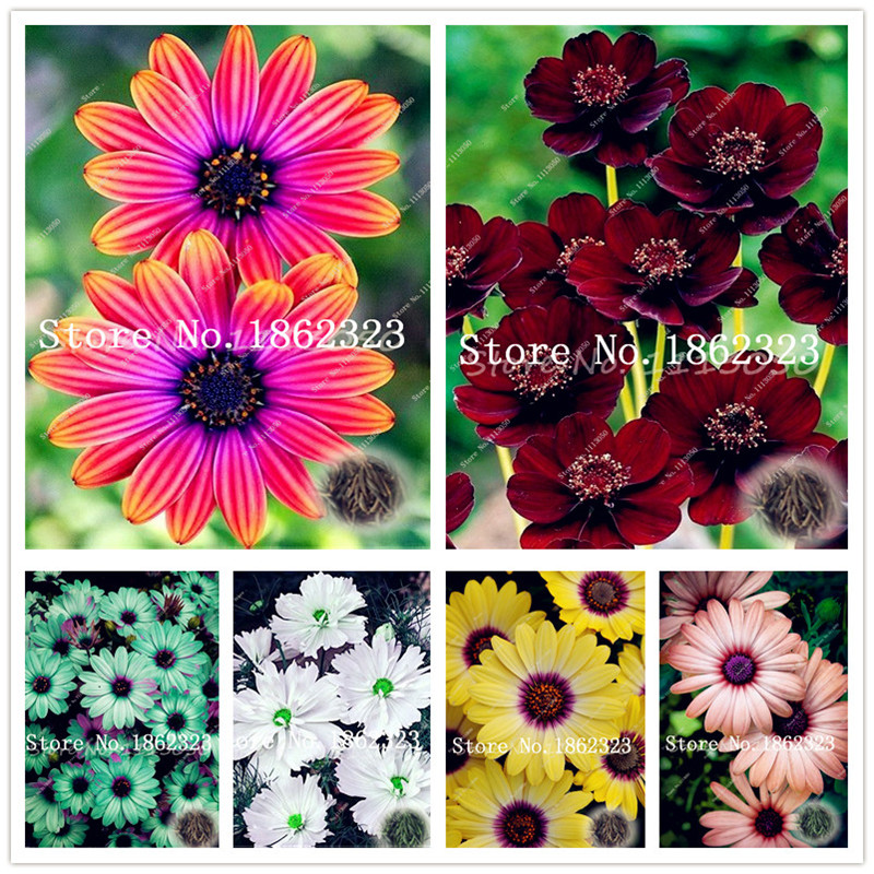

200 pcs Seeds Rare Chocolate Cosmos Flower bonsai-Blooms all summer long and has rich scent like chocolate,DIY Home Garden Planting