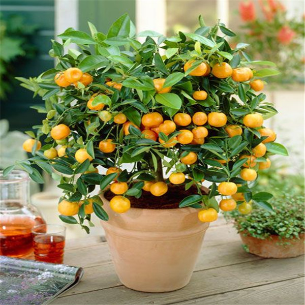 

50 Pcs/bag Kaffir Lime plants seeds (citrus Aurantifolia) Organic Fruit plants Bonsai Fruit Lemon Tree For Home Garden