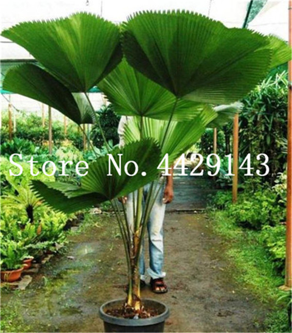 

2020 Hot Sale 30 Pcs/Bag Seeds Palm bonsai Plant Flower For Home Garden Decoration Bonsai Plants Tree bonsai Happy New Year Free Shipping