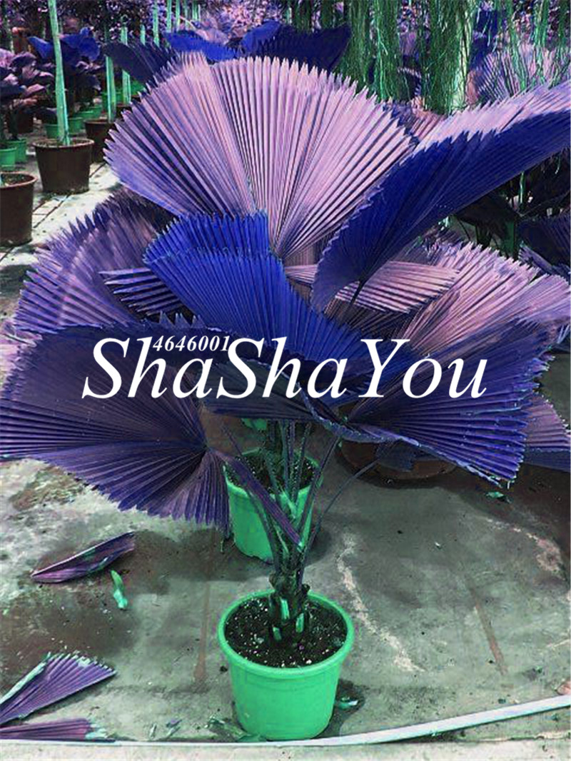 

New Seeds 2020 200 pcs Chinese Fan Palm bonsai Ornamental Plant Livistona Chinensis plant Tall Evergreen Tree Fountain Palm Pla