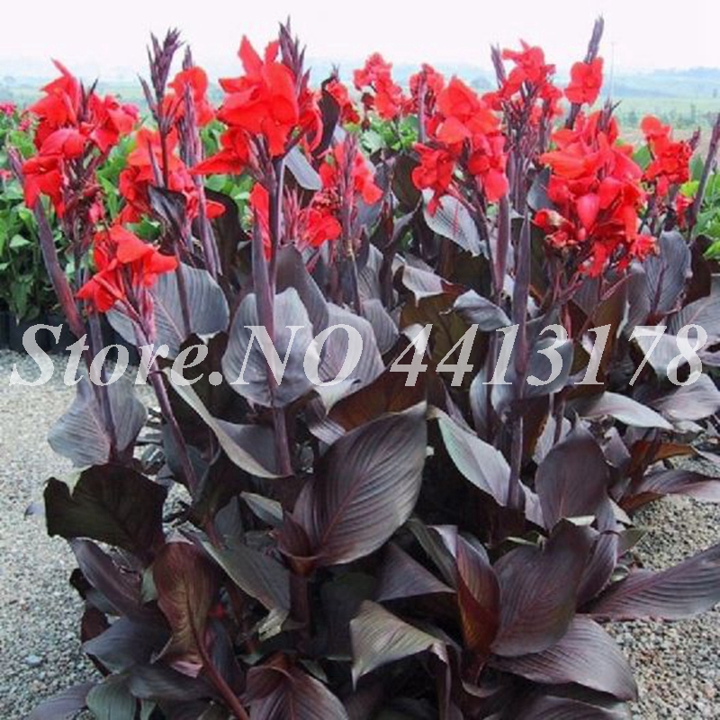 

200 pcs Seeds Dwarf Bonsai Canna Lily Outdoor Tropical Bronze Scarlet Foliage Perennial Blooming Potted Plants For Home Garden Sup281H