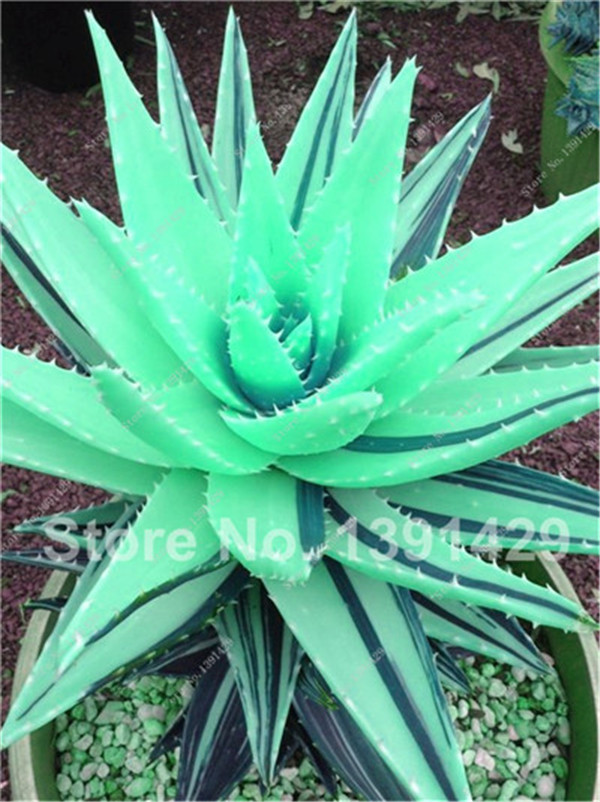 Rainbow Aloe Vera Bonsai Plant Seeds Rare Succulent Lucky Aloe