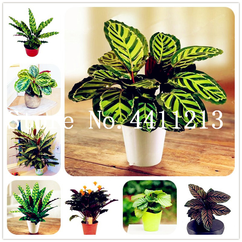 

Hot Sale! 100 Pcs Calathea Bonsai plant seeds Air Freshening plants High Humidity, Easy to Grow, Office Desk Bonsai for Flower Pot Planters