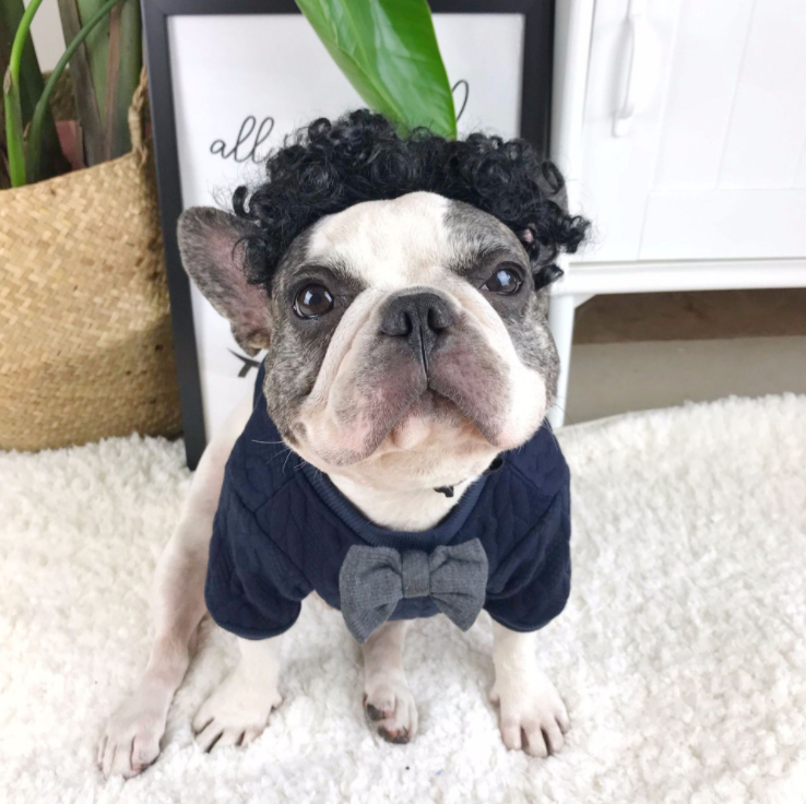 dog sweater with bow tie