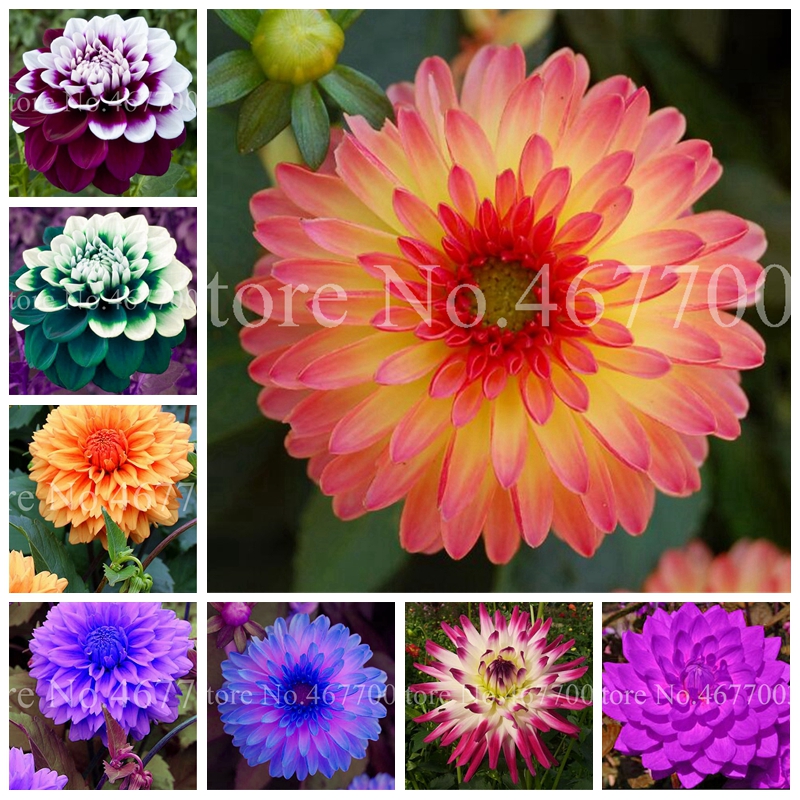 

200 pcs Seeds Multi-Color Dahlia Bonsai Flower Planta Outdoor Charming Potted Tree Flore for Home Garden Planting Pot Decor Easy Grow