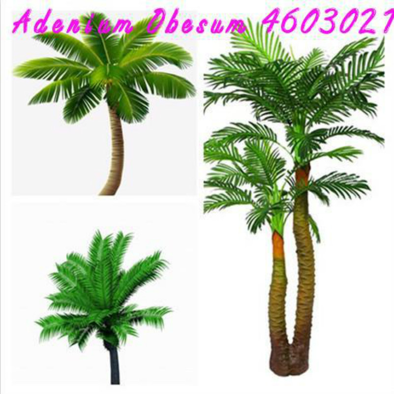 

2020 Hot sale New Arrival seeds flowers Potted gift, 10 pieces mini sago palm bonsai, potted plants for home Garden