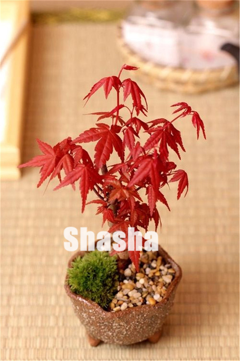 

Hot Sale 10pcs New Seeds Maple Bonsai Tree Plants, Japanese Maple Plant for home and Garden plant