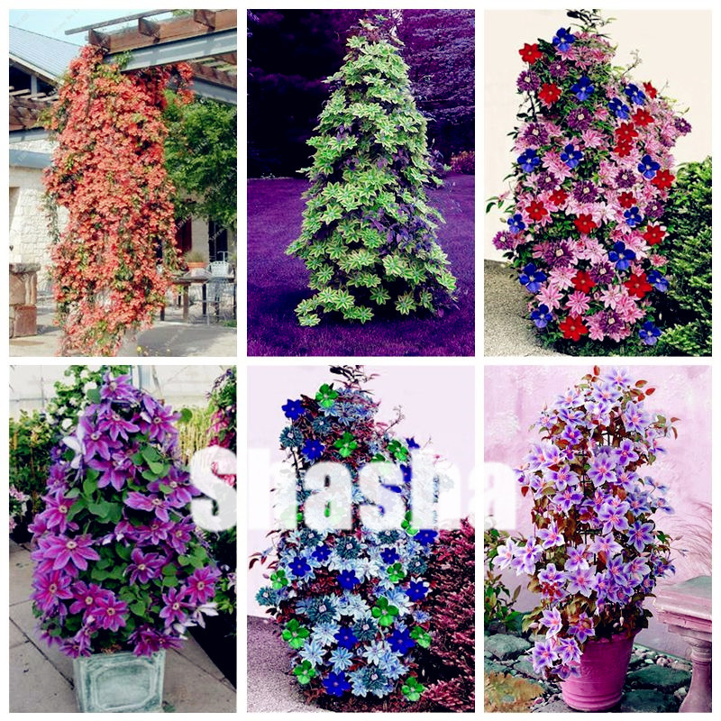 

New! 200 Pcs/Bag Seeds Climbing Clematis Bonsai Flowers Clematis Vine Plants Perennial Flower Clematis Plants Bonsai Pot Garden Plant