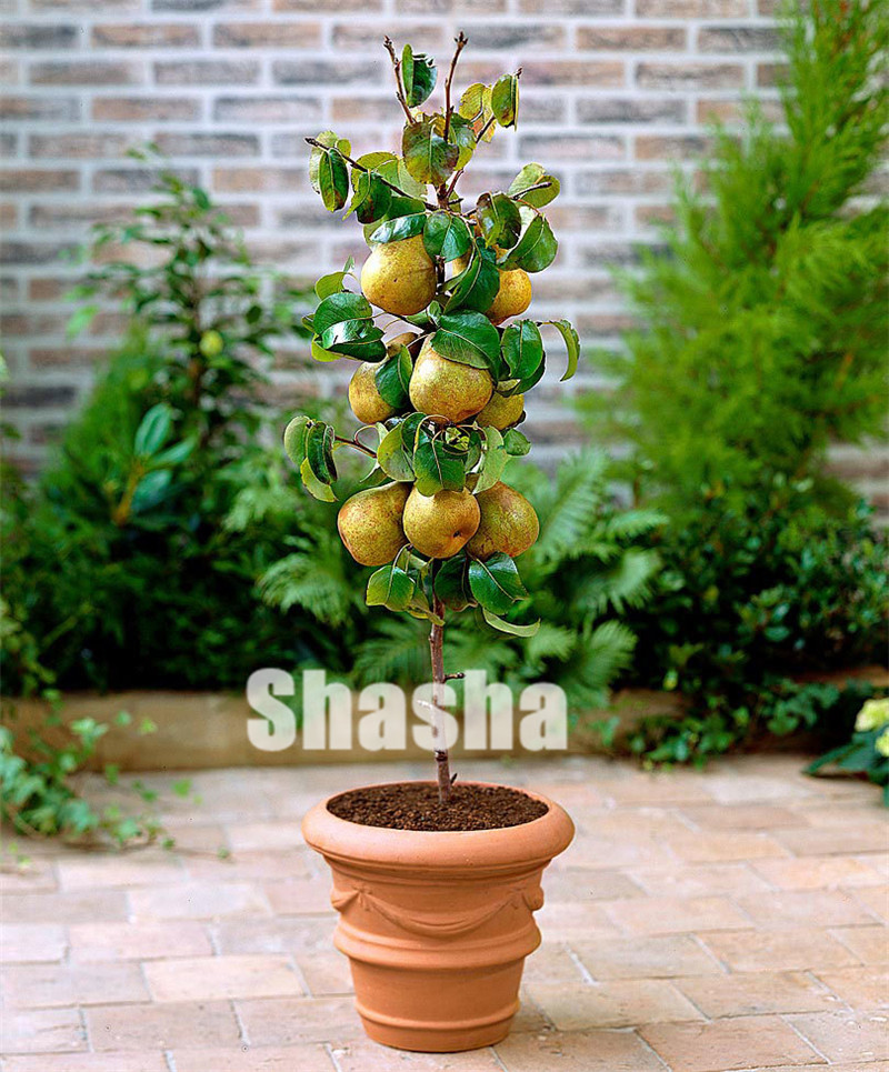 

50 Pcs Exotic Original Pear Bonsai Fruit seeds Rare Garden Plant For Flower Pot Planters Bonsai Tree Quality Potted plants Fruit tree