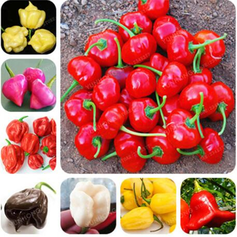 

1000 Pcs seeds Bag Chili bonsai Brazilian Hot Pepper plant Ubatuba Cambuci Capsicum Baccatum Organic bonsai Vegetables Outdoor Plant