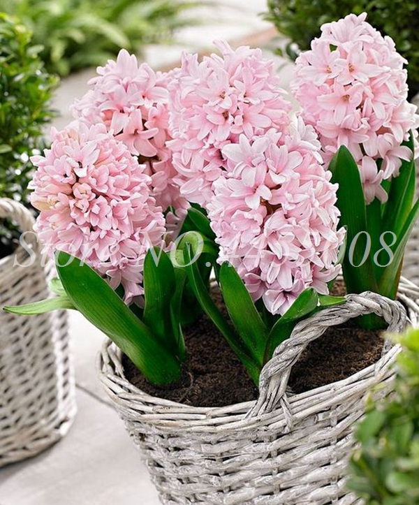 

Bonsai 200 Pcs Seeds Bloom Hyacinthus Flower Plants Mixing Charming Hyacinth Potted Balcony Flower Plants For Home Garden Easy Grow