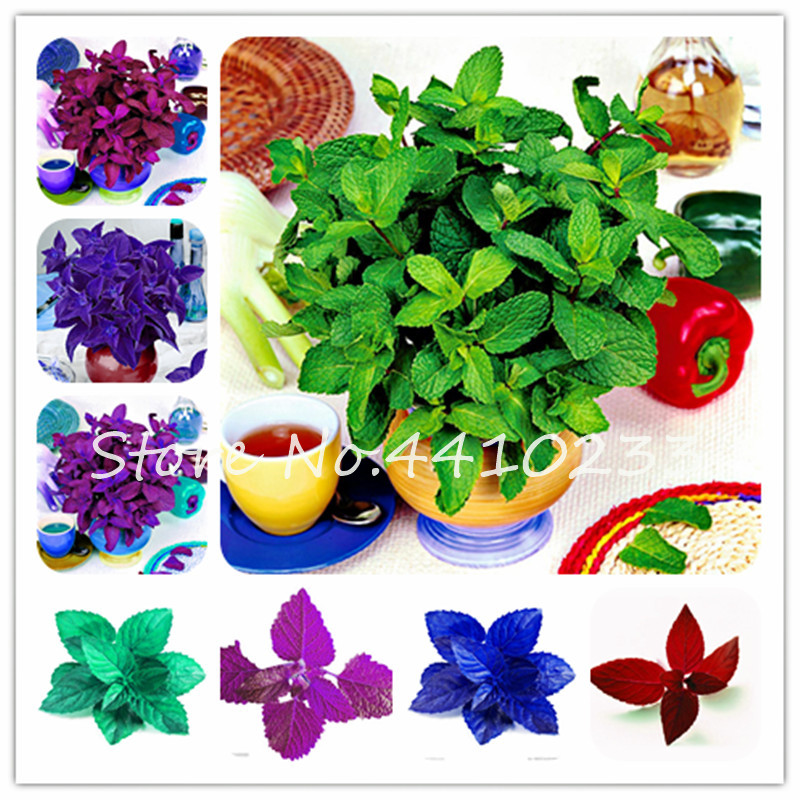 

300 Pcs Seeds Bonsai Green Perfume Mint Perennial Herb Edible Organic Vegetables Aromatic Fresh Culinary Medicinal Pot Plants