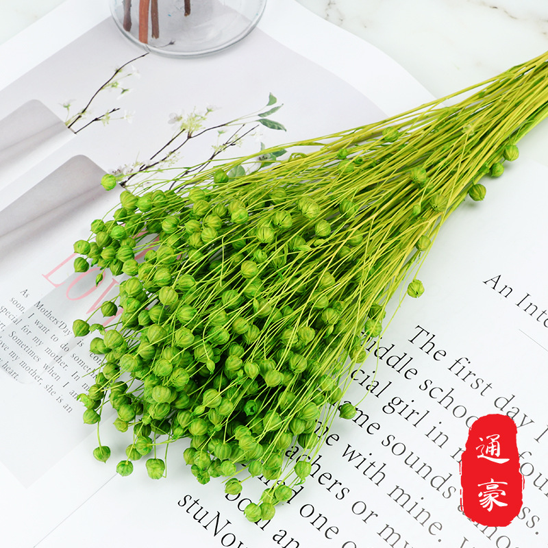 

The Direct Supply of the Eternal Flowers Dried forka dou Arts & Crafts pei cai DIY Flower pei cai