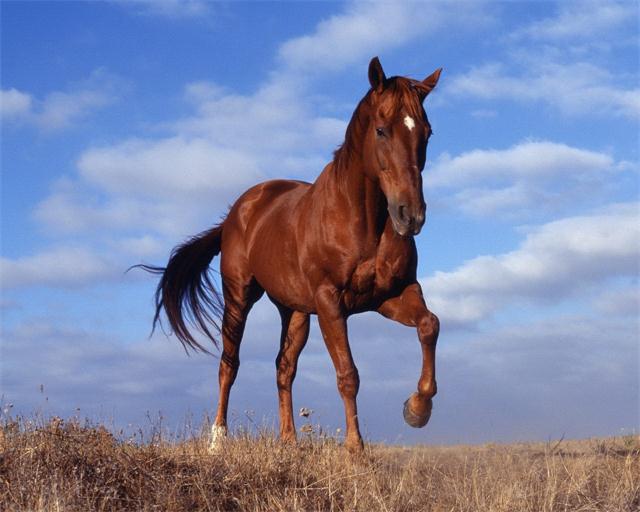 Pferdewohnkultur Top Handwerk Hd Druck Olgemalde Auf Leinwand Wand Kunst Leinwandbilder Y029