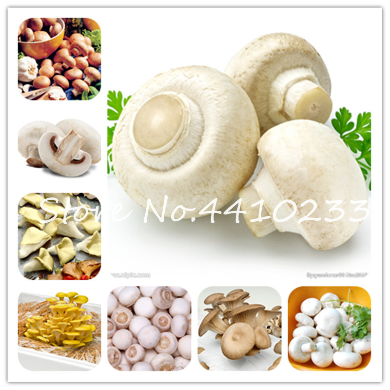 

100 Pcs Mushroom Bonsai plant seeds Organic Funny Succlent Plant Edible Healthy Delicious Vegetables Bonsai For Happy Farm Free Shipping