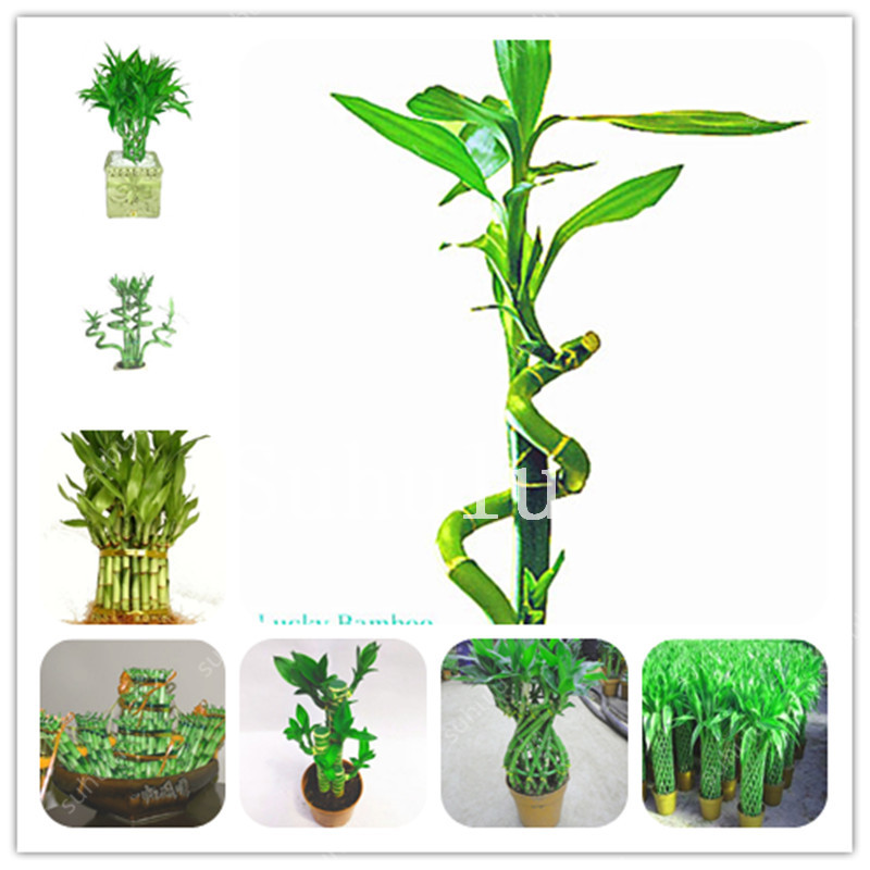 

30 Pcs Lucky Bamboo Bonsai seeds Choose Potted Variety Complete Dracaena Herb Plant Giant Courtyard Moso Bamboo The Budding Rate 97%