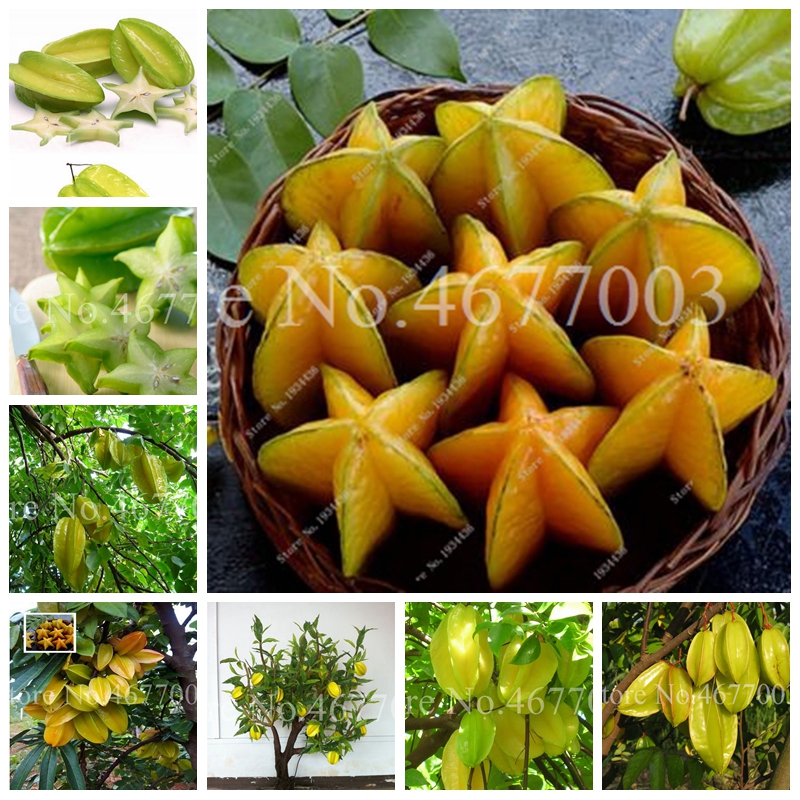 

Organic 100 pcs/ bag Seeds Exotic Carambola Bonsai Star Fruit Tree Shrub Fruit Edible Starfruit for Home Garden Flower Pot Planters