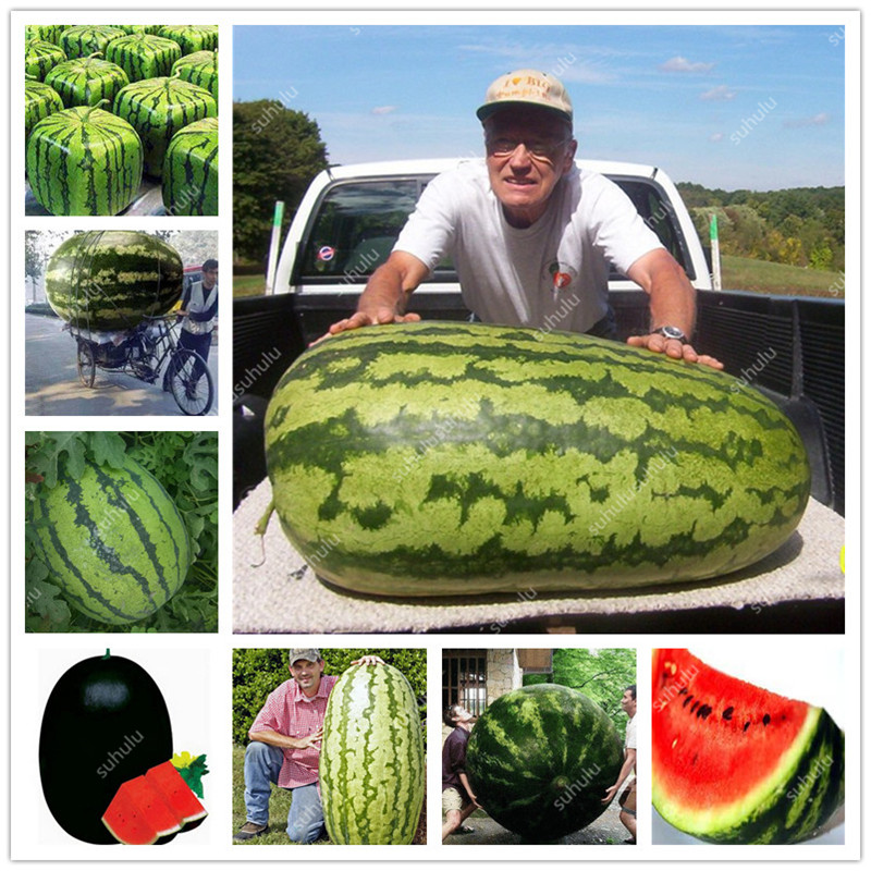 

Garden Supplies 60 Pcs seeds Super Giant Watermelon bonsai Delicious Fruit plant Healthy Organic Vegetable Fruits Bonsai Plant Home Garden