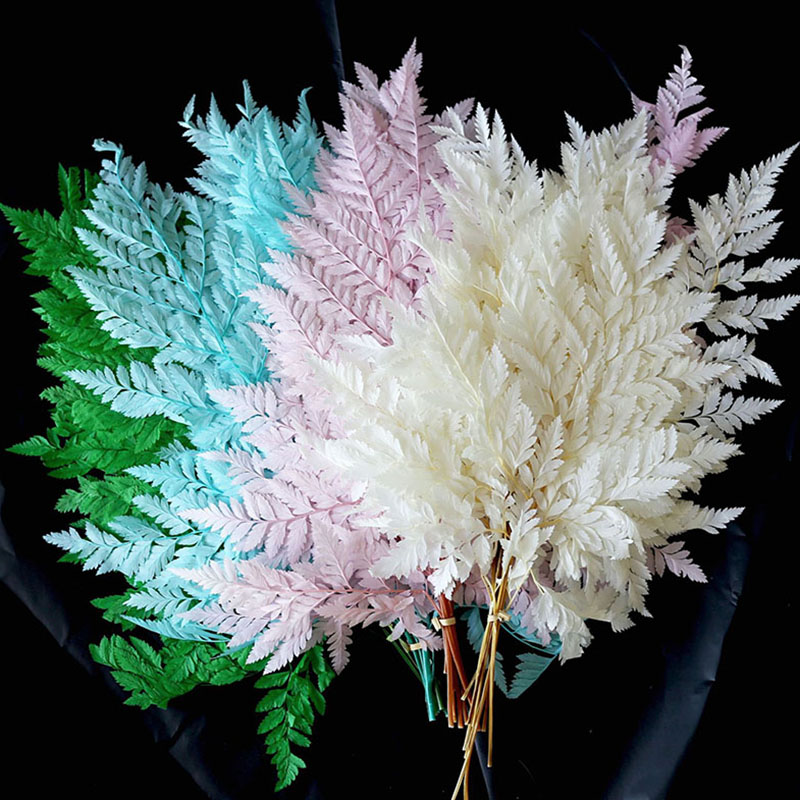 10 Stems Preserved Natural Alpine Fern Leaves Real Long Lasting Flowers DIY Materials Indoor Home Table Wedding Decoration Table Centerpiece Flor-image-1089092255