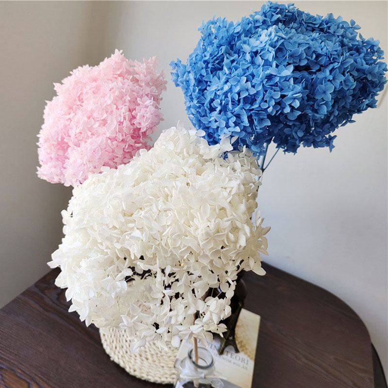 Preserved 20-25cm Head 1-2 Stems Bleached Color Preserved Anna Hydrangea Natural Indoor Decoration Home Table Wedding Centerpiece Handmade DIY Fl-image-1093197731