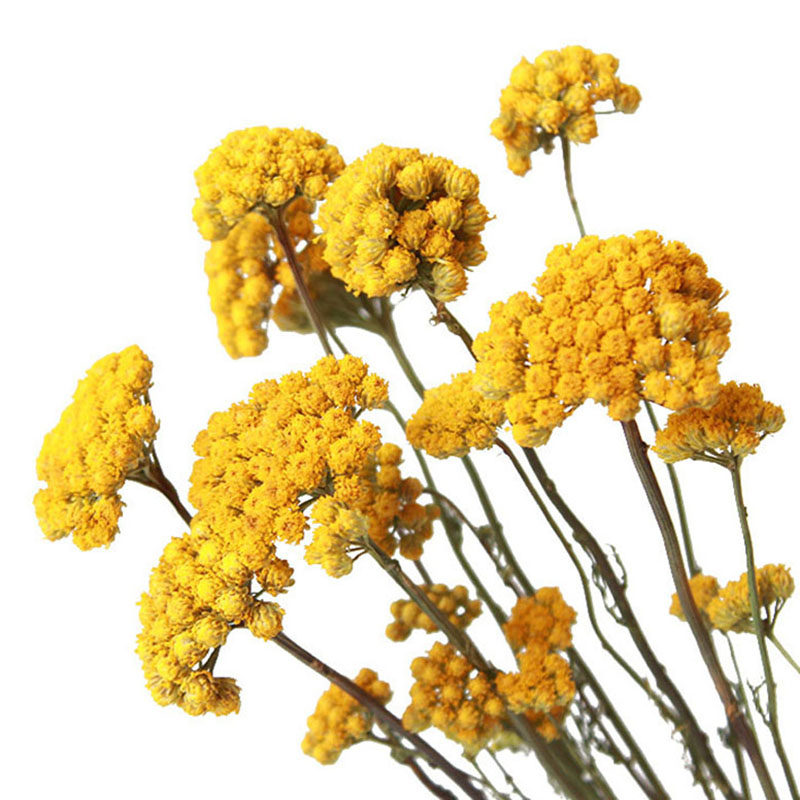 20 Stems Real Dried Golden Button Flowers in Bulk Dried Flower Bouquets for Table Modern Home Decoration Rustic Real Plant for Vase Filler Farmho-image-1095154657