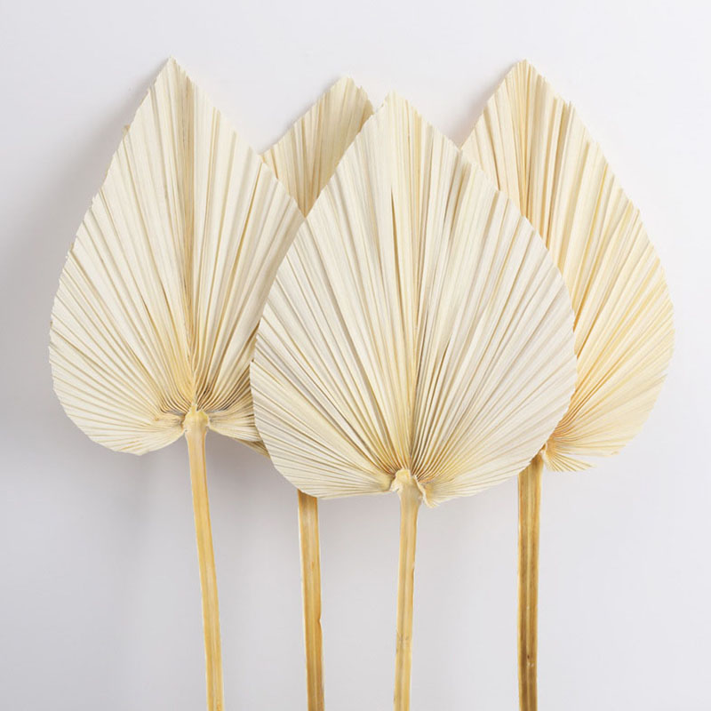 Dried Bleached Color Palm Leaf Fan Natural Dried Flower Bouquets for Home Party Decoration Rustic Real Plant for Vase Filler Farmhouse DIY Floral-image-1095151532