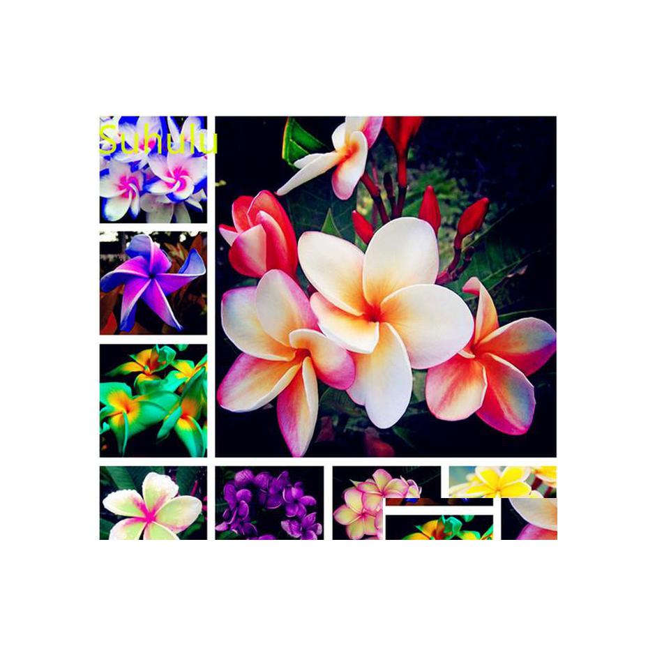 

Other Garden Supplies 100Pcs Plumeria Eggflower Seeds Flower Variety Complete Bonsai Plant High Quality Beautifying And Air Purifica Dhfvh