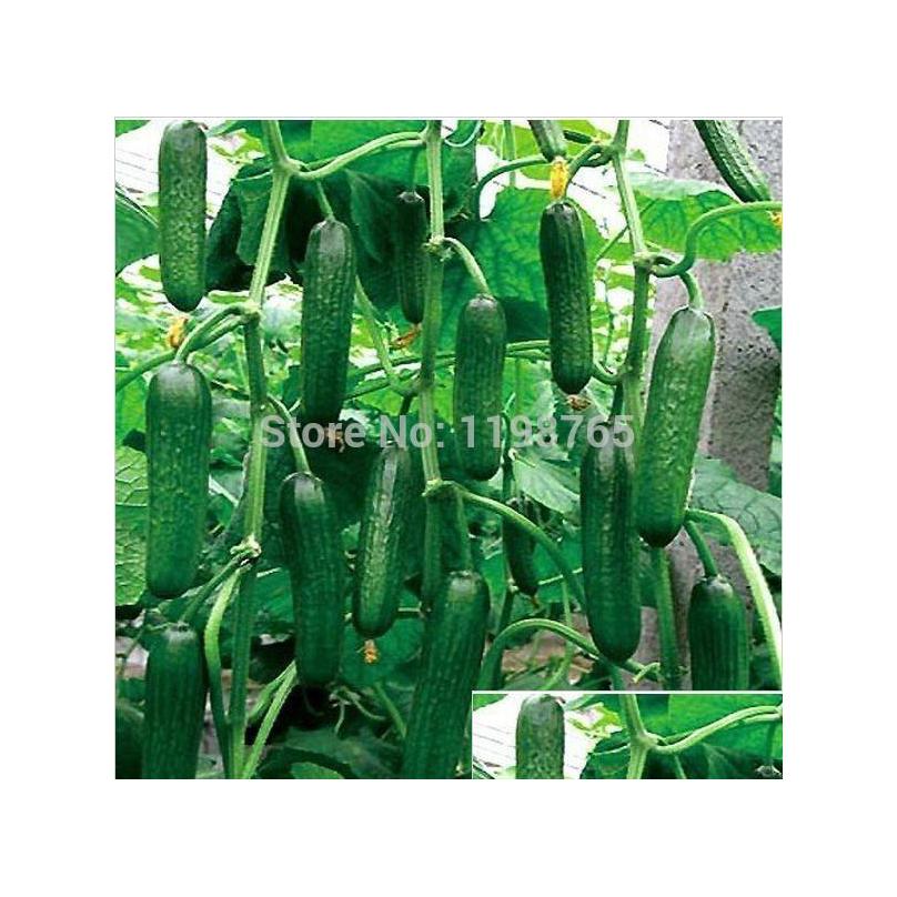 

Other Garden Supplies 50Pcs Fruit Cucumber Seeds Add Secret Gifts Cuke Green Vegetable Drop Delivery 202 Dh9P5