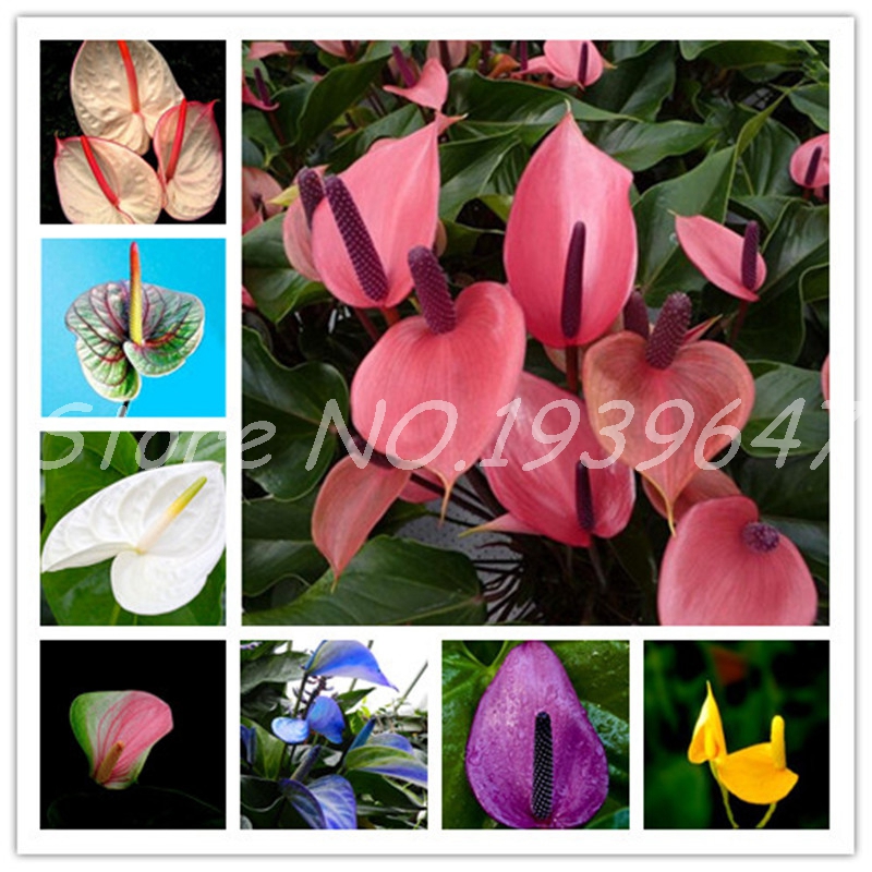 

100 Pcs Rare Anthurium Flower Plants Outdoor Balcony Seeds Potted Plants for DIY Home Garden Flowers Pot Planters Easy Grow