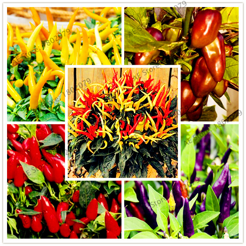 

200pcs/bag Rare Spicy Chili Pepper Seeds flores, edible Ornamental vegetable Seeds ,perennial bonsai plant for home& garden