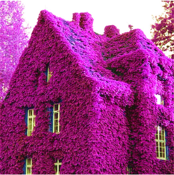 

Free Shipping 100Pcs Boston Rare Red, Blue Ivy Seeds,Climbing Original Japanese Creeper Plants Anti-Radiation Diy For Garden