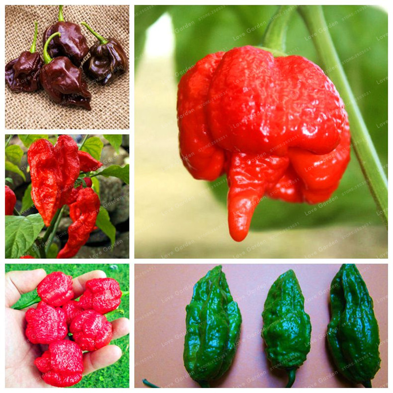 

100Pcs Devil Chilli Seeds Diy Potted Plants Germination Rate of 95% India Pepper Free Shipping Best Vegetables Garden Plant Home