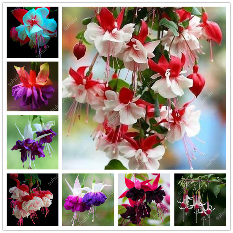 

Big Promotion! 100 Pcs Mixed Color Fuchsia Flower Plant Mini Bonsai Fuchsia Plantas Seeds Garden Balcony Lanterns Flowers