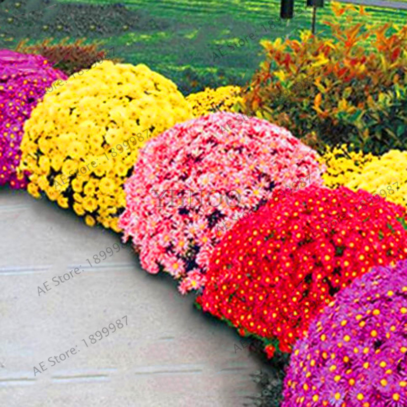 

Hot Sale!100pcs/bag Ground-cover Chrysanthemum Seeds, Chrysanthemum Perennial Bonsai Flower Flores Daisy Potted Plant for Home