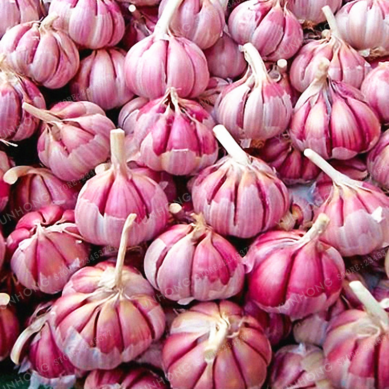 

100 Pcs Garlic Seeds Red And Healthy Seeds Diy Plant Rare Onion Garlics Vegetable Seeds Very Easy Grow For Home Garden