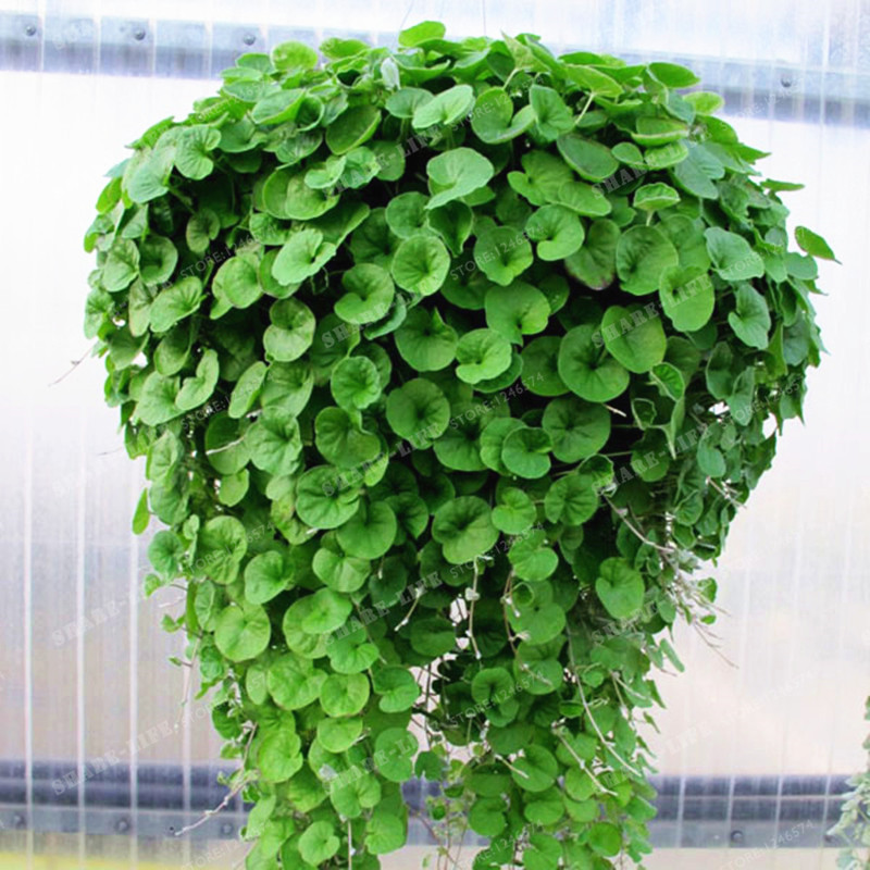 

100pcs Dichondra Seeds Dichondra Repens Lawn Seeds Money Grass Hanging Decorative Garden Plants Do Flower For Home Garden