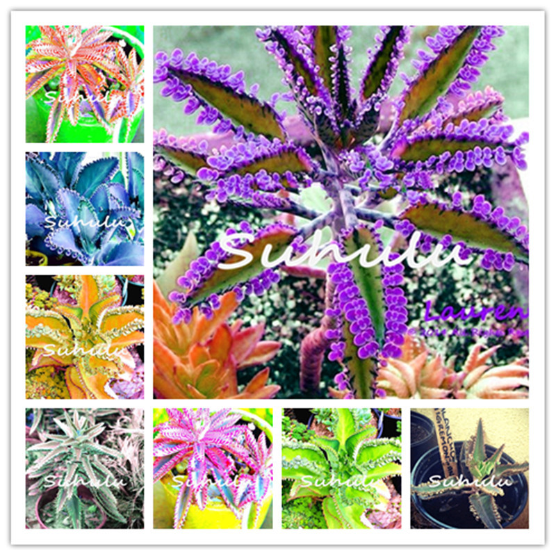 

Seeds Mixed Longevity Seeds, Kalanchoe Semente Flor Novel Plants For Diy Home Garden Herb Grass Seeds 100 Pcs For Sale