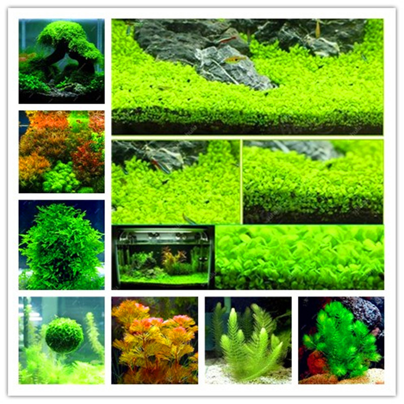 

Hot sale!2023 New 1000 Aquarium Plant Seeds Pine Tree Semillas De Plantas Raras Fish Tank Aquatic Plant Indoor Ornamental Sale