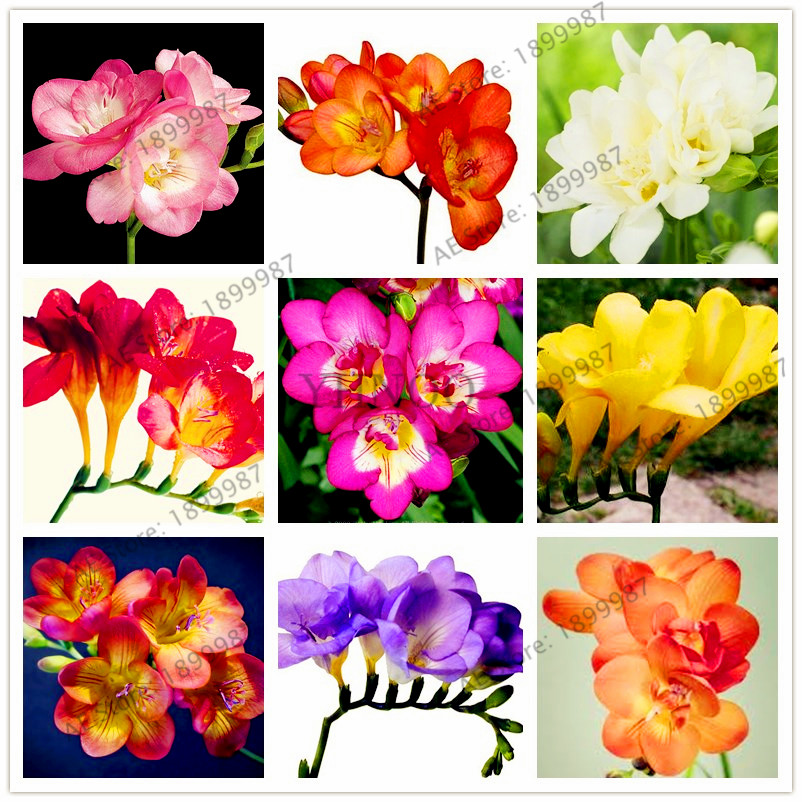 

100pcs/bag Freesia Garden,mixed Color,freesia Bulbs Flower Bonsai Flower Bulbs Flowers Orchid Freesia Rhizome Bulbous Flowers
