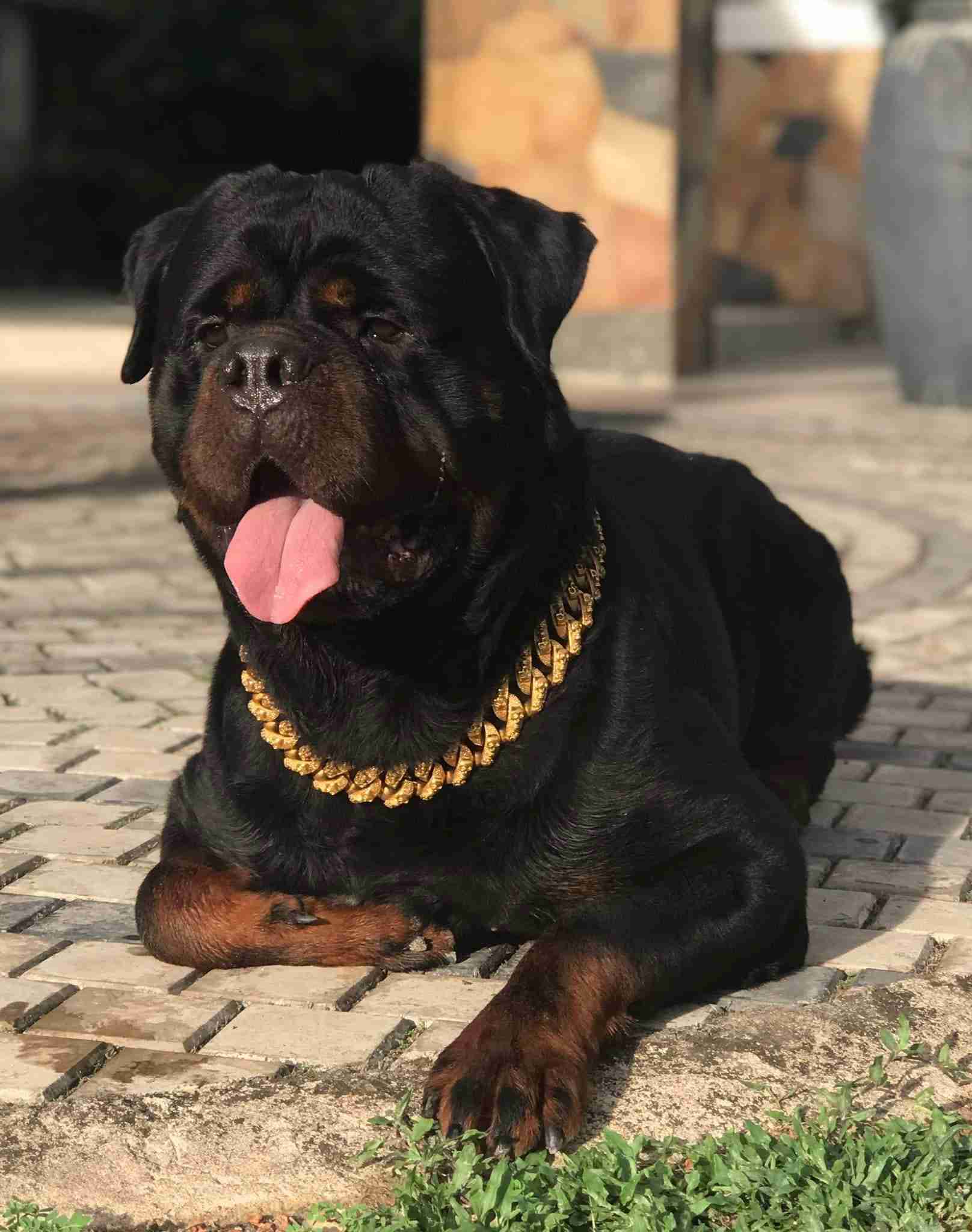 

Dog Cuban Link Chain Dog Collar Thick Necklace 925silver/gold Vvs Moissanite Cuban Chain for People or Pets