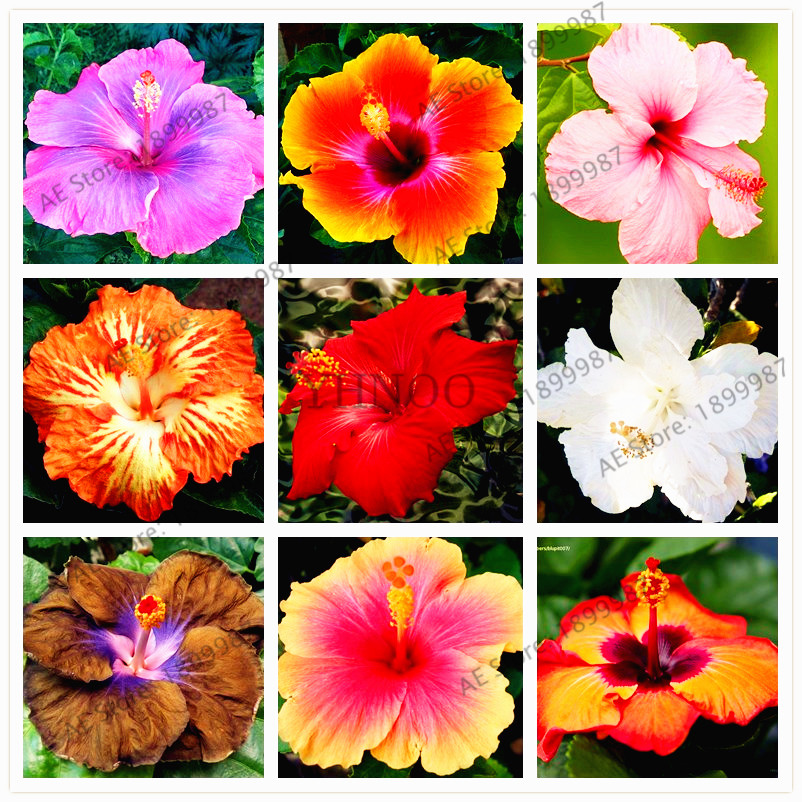 

100pcs/bag,Hibiscus Seeds ,24 colors Hawaii bonsai potted hibiscus plantas for home and garden,easy to plant