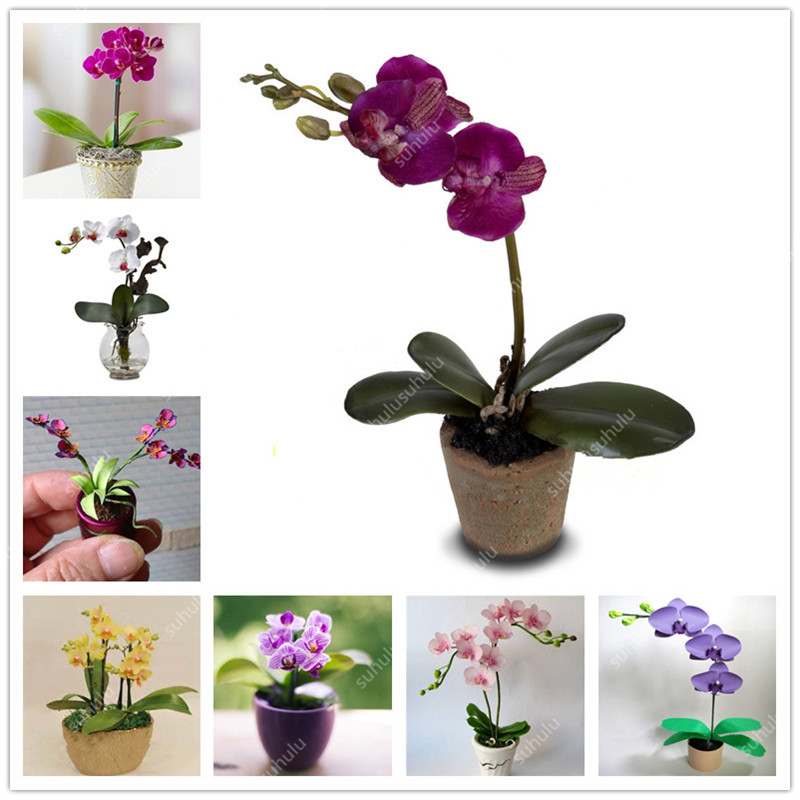 

100 Pcs/bag Rare Mix Color Butterfly Mini Orchid Flower Plant, A Variety of Styles of Bonsai Flower Flores.DIY for Home & Garden