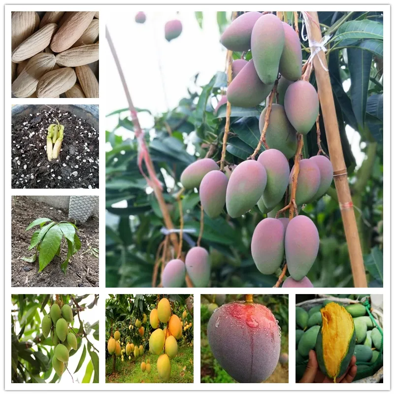 

Imported Thailand Mango Seeds 1pcs Tropical Fruits Plants Seed Very Delicious Healthy Green Fruit Bonsai Very Easy Grow for Home Garden Jno