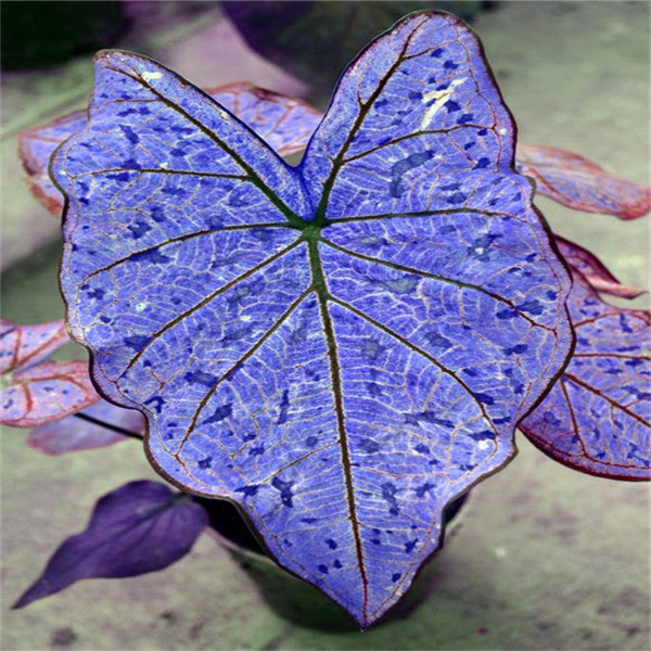 

New Arrival 100pcs Coleus Fast Growing Planting Season Natural Growth Fragrance Garden Home Decor Fruit Flower Plant Garden Decorations Variety of Colors